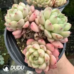 Echeveria Macadamia Clustering - Image 2