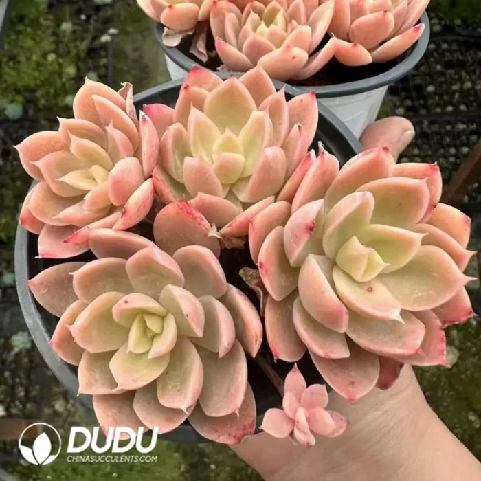 Echeveria Silk Clustering - Image 2