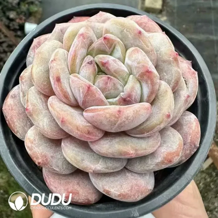 Echeveria Monroe - Image 2