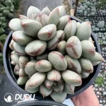 Echeveria Grape Clustering - Image 2