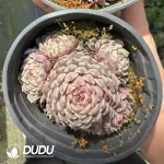 Echeveria  sp. Pinwheel Clustering - Image 2