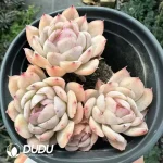 Echeveria Strawberry Ice Clustering - Image 2