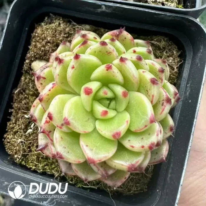 Echeveria Magic Fire - Image 2