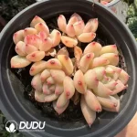 Echeveria Nightingale Clustering - Image 2