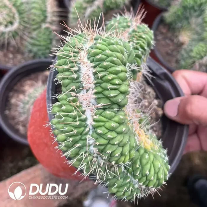 Mammillaria Rioverdens Cristata - Image 2