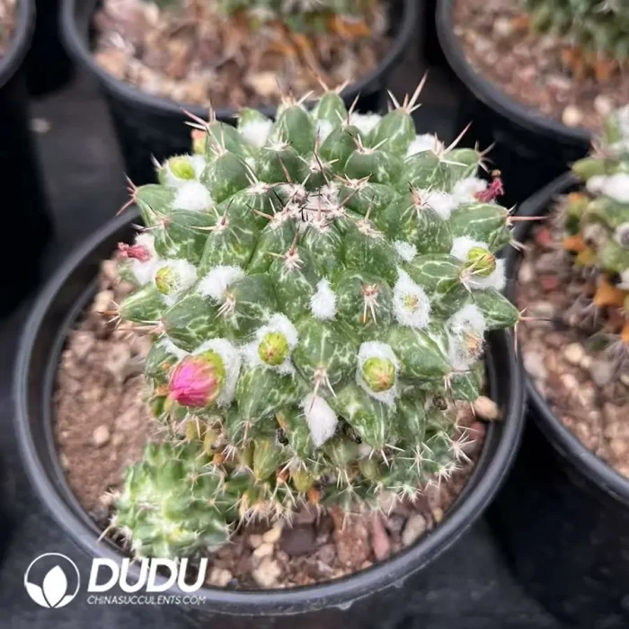 Mammillaria Rioverdense White Variegated - Image 2