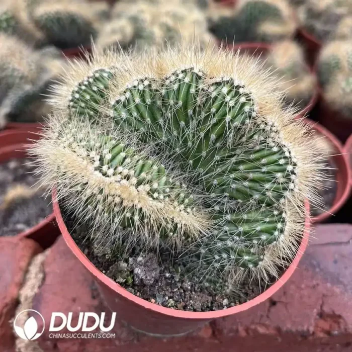 Pachycereus Pringlei Cristata - Image 2