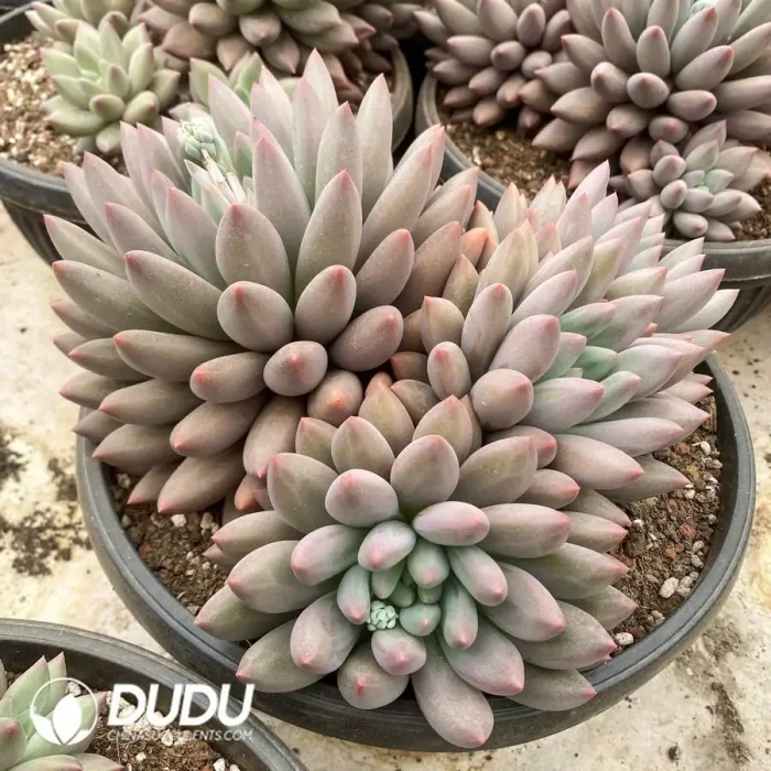 Pachyphytum Red Dragonfly Clustering - Image 2