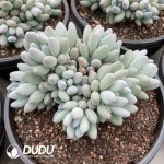 Pachyphytum Sun Moon and Stars Cluster - Image 2