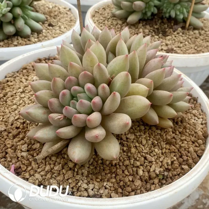 Pachyphytum Rock Leech Cluster - Image 2