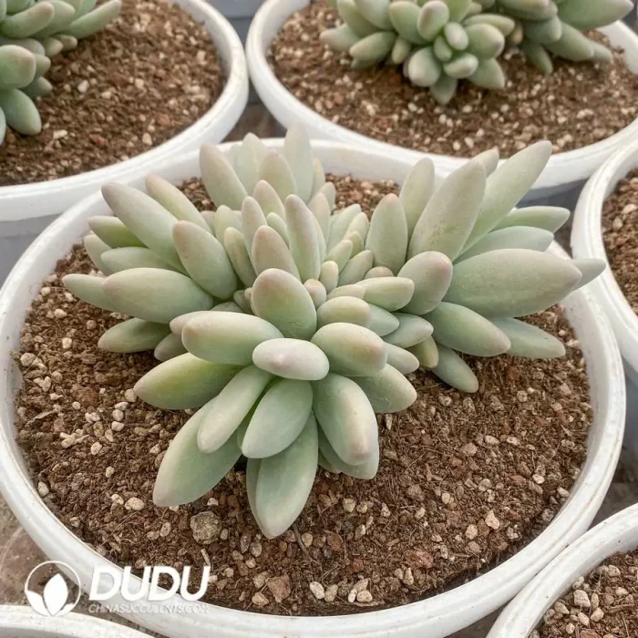 Pachyphytum Brandy Cluster - Image 2