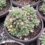 Pachyphytum Chiyoda Cristata - Image 2