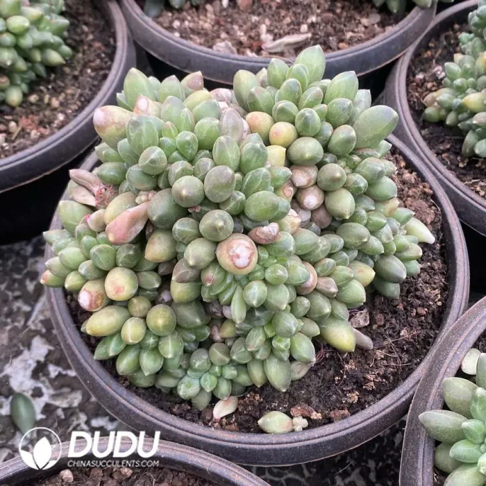 Pachyphytum Chiyoda Cristata - Image 2