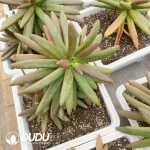 Pachyphytum Coconut Tree - Image 2