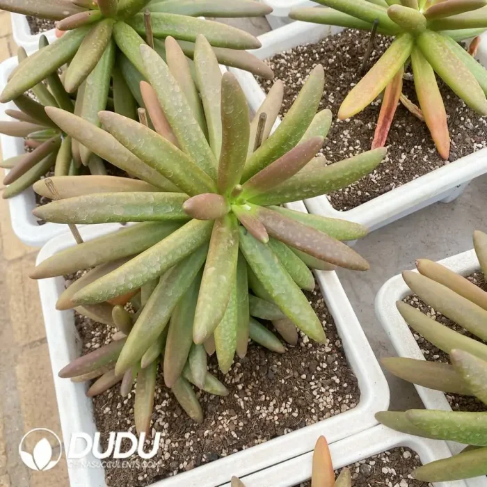 Pachyphytum Coconut Tree - Image 2