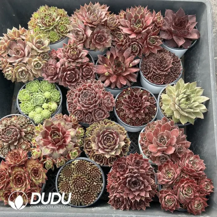 Sempervivum 60PCS Collocation-2 (Random Varieties) - Image 2