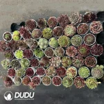 Sempervivum 60PCS Collocation-1 (Random Varieties) - Image 2