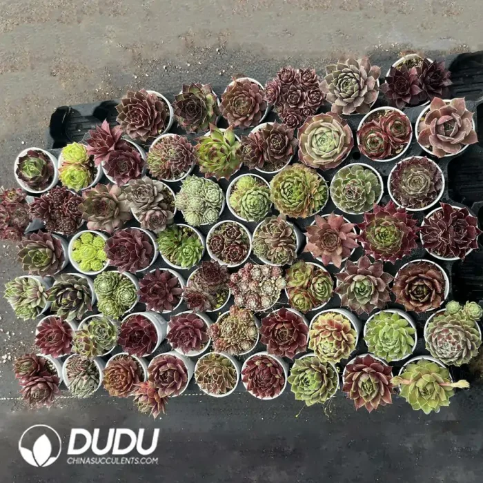 Sempervivum 60PCS Collocation-1 (Random Varieties) - Image 2