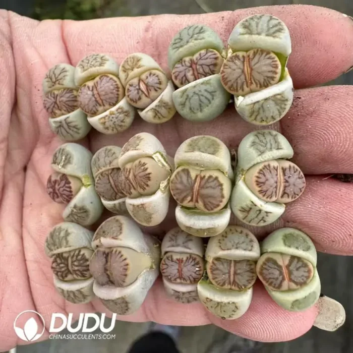 Lithops Naiju - Image 2