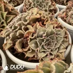 Echeveria Madiba With Tumors Clustering - Image 2