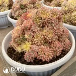 Echeveria Mebina Variegated Cluster - Image 2