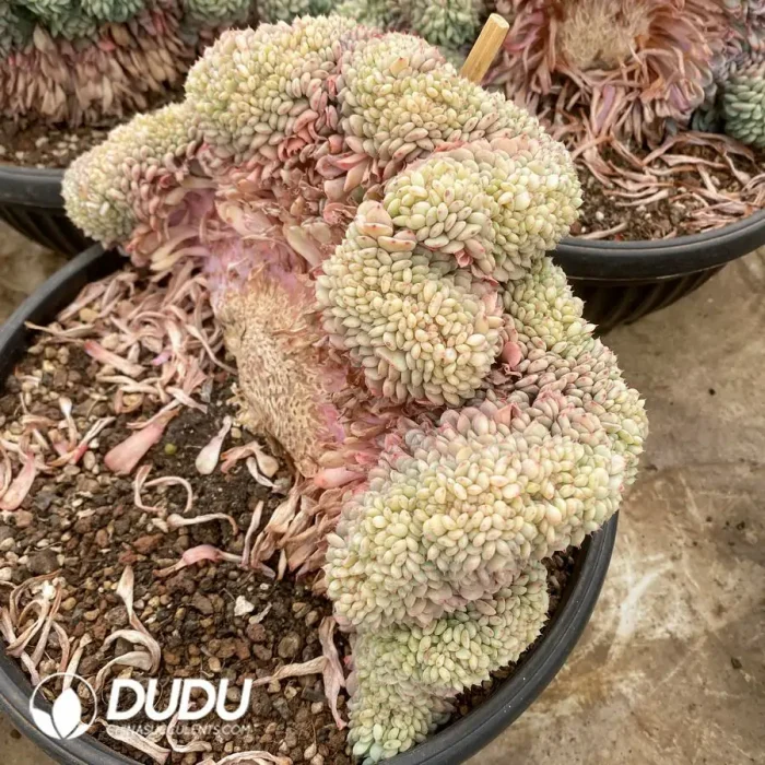 Echeveria Hani Cristata - Image 2