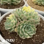 Echeveria Strawberry Ice Variegated Clustering - Image 2