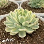 Echeveria Strawberry Ice Silky Variegated - Image 2
