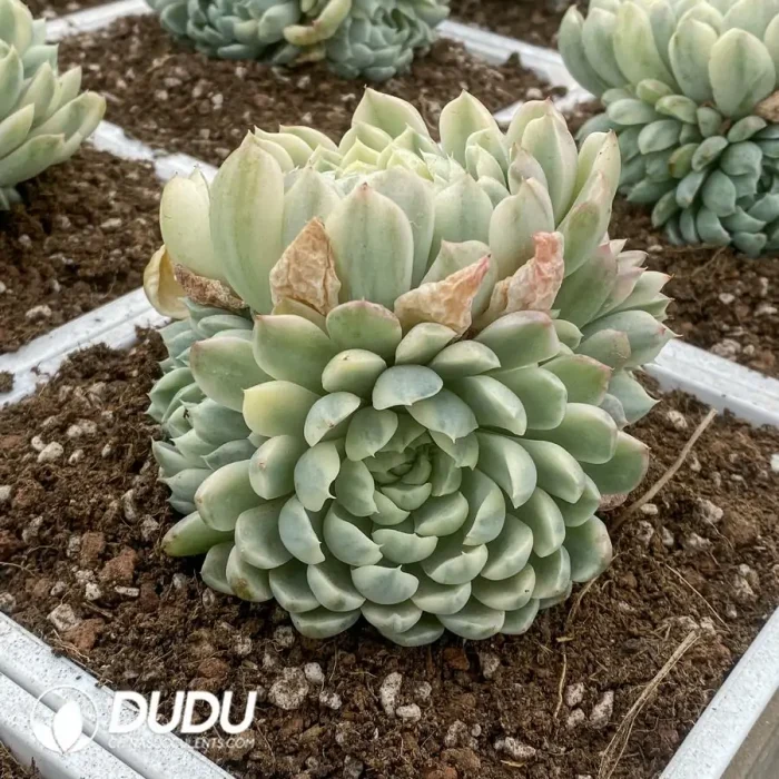 Echeveria Elegans Variegated Cluster - Image 2