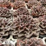 Echeveria Super Bowl - Image 2