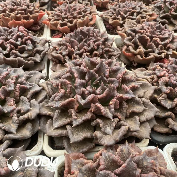 Echeveria Super Bowl - Image 2