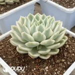 Echeveria Moon Fairy Variegated - Image 2