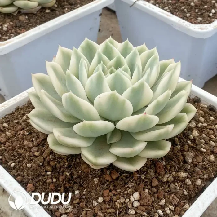 Echeveria Moon Fairy Variegated - Image 2