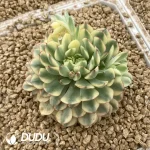 Echeveria Dream Rose Variegated - Image 2