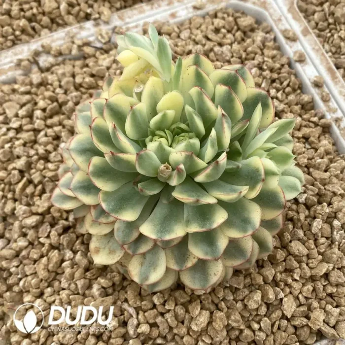Echeveria Dream Rose Variegated - Image 2