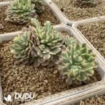 Echeveria Fantasy Rose Variegated Double Head - Image 2