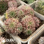 Echeveria Mebina Variegated Clustering(Scattered Clustering) - Image 2