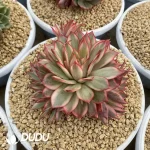 Echeveria Lotus Lantern Variegated Clustering - Image 2