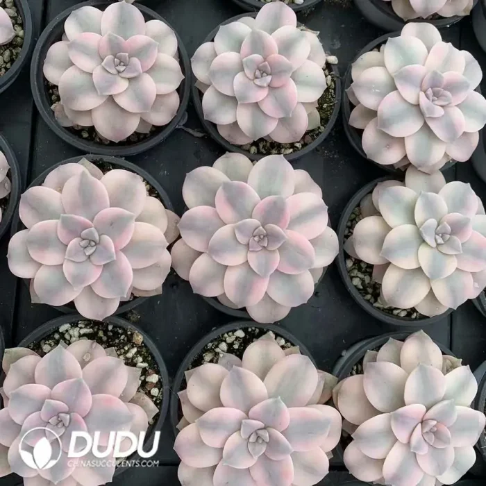 Graptopetalum Superbum Variegated - Image 2