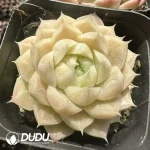 EcheveriaWheat straw - Image 2