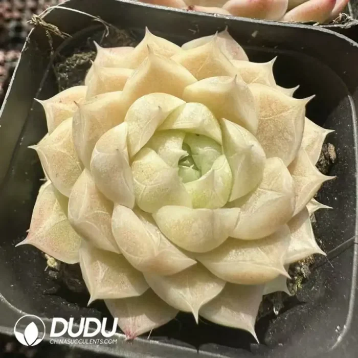 EcheveriaWheat straw - Image 2