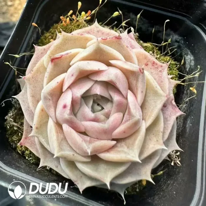 Echeveria Hyalina E. Walther - Image 2