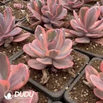 Echeveria Angel's Wing - Image 2