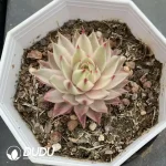 Sempervivum Variegated - Image 2