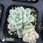 Sedum Raul Variegated - Image 2