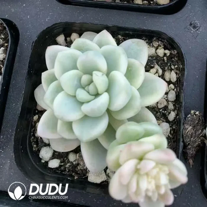 Sedum Raul Variegated - Image 2