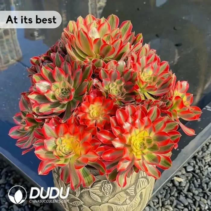 Aeonium Mood for Love clustering - Image 3