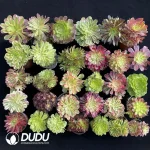 Aeonium Blind Box 25 Pcs