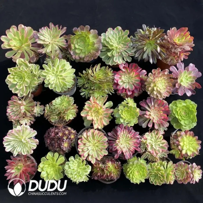 Aeonium Blind Box 25 Pcs - Image 2