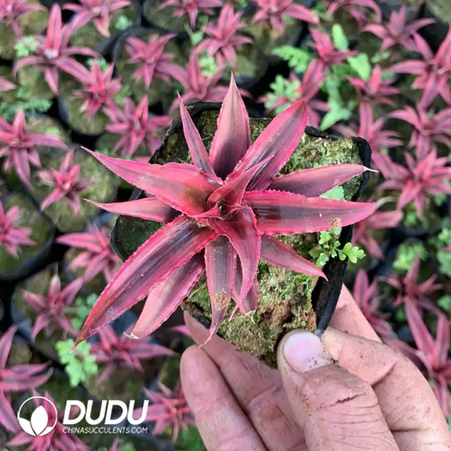 1744618478-e201.webp Bromelioideae Dark Red Princess - Image 1